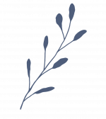 Plante